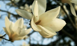 玉兰花黄叶的养殖方法 玉兰花黄叶的养殖方法图解