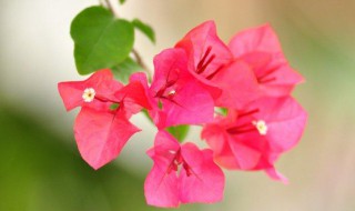 三角梅有什么方法能长开花（三角梅怎样才可以开花）