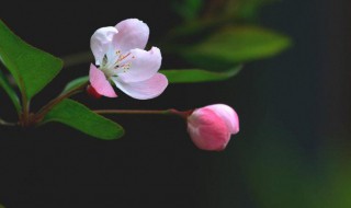 海棠掉光叶子的补救方法（海棠掉光叶子的补救方法视频）