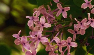 丁香种植方法和技术(丁香的种植方法)