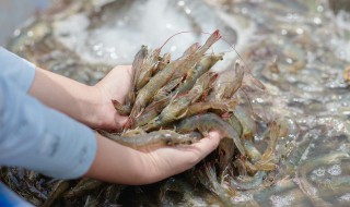 照烧大虾怎么做（照烧大虾怎么做好吃）