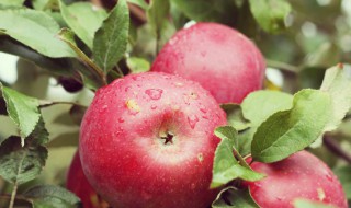 盆栽种植苹果树技巧（盆栽种植苹果树技巧视频）