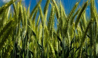 种小麦的方法和技巧 如何种植小麦苗