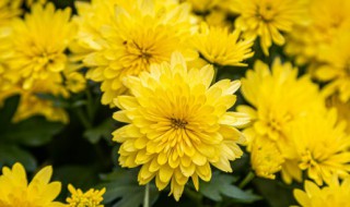 菊花的种植小技巧（菊花的种植小技巧有哪些）