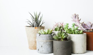 种多肉土的自制方法（多肉土怎么自制）