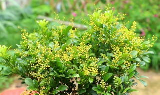 米兰养殖什么方法最好 米兰养殖技巧