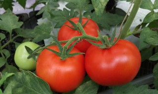 番茄施肥的正确使用方法 番茄施肥的正确使用方法是