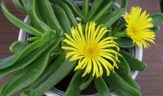 佛手掌繁殖与栽培方法 佛手掌的繁殖方法