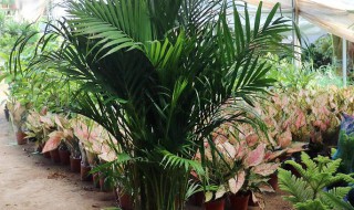 散尾葵盆栽种植技巧(散尾葵盆栽种植技巧视频)