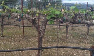 冬季葡萄修剪技巧 冬季葡萄的修剪和技术要点