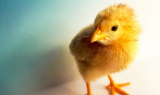 小鸡保温最简单的方法 小鸡保温方法有哪些