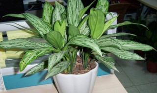 银皇后正确浇水方法 银皇后怎么浇水