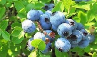 蓝莓换盆的正确方法 蓝莓换盆的正确方法图片