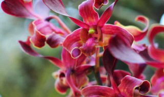 红色兰花养殖方法和技巧（红色兰花养殖方法和技巧视频）