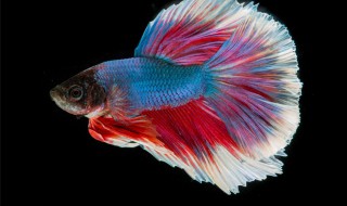 养泰国斗鱼的技巧 养泰国斗鱼的技巧和方法