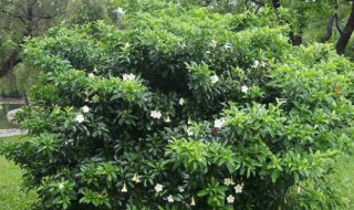 灰莉修剪教程 灰莉怎么修剪什么时候修剪最好