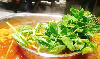 豌豆尖火锅怎么做（豌豆尖火锅怎么做才好吃）