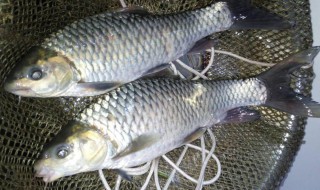 清波鱼正宗做法（清波鱼怎么样）