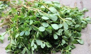 辣马齿苋怎么做 辣马齿苋怎么做才好吃