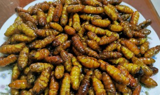 茧蛹怎么做又脆又香酥 茧蛹怎么做又脆又香酥的