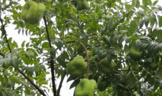 文冠果炒食加工方法（文冠果炒熟吃对人有害吗）