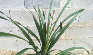 金玉满堂掉叶子挽救方法（金玉满堂掉叶子怎么回事）