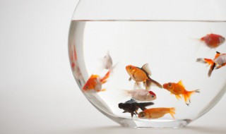 喂鱼食怎么做(喂鱼食怎么做才好吃)