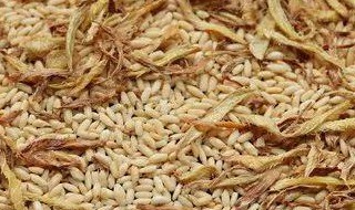 炒姜丝大米茶制作方法 炒姜丝大米茶制作方法视频