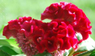 红色凤尾鸡冠花的插花方法视频 红色凤尾鸡冠花的插花方法