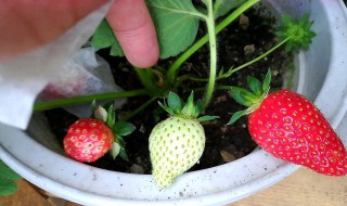 盆栽草莓冬天种植教程 盆栽草莓冬天怎样养殖