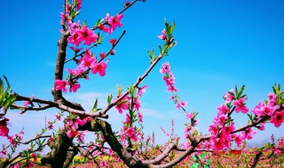 桃花煮水方法 桃花煮水的功效与禁忌
