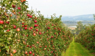 苹果树浇水的最佳方法 苹果树浇水的最佳方法视频