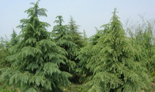 雪松育苗的正确方法（雪松育苗过程视频）