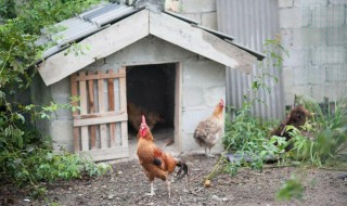 最简单鸡窝建造方法 鸡窝搭建图纸