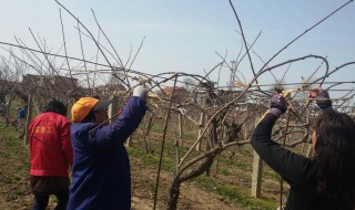 枝条埋土过冬方法（枝条埋土过冬方法图解）