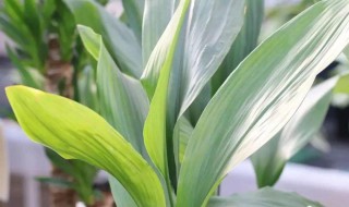 一叶兰冬天的养殖方法（一叶兰冬天的养殖方法和技巧）