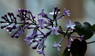 丁香花的越冬方法（丁香花的越冬方法大哥为什么死）