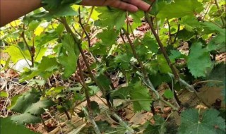 巨峰葡萄抹芽方法（巨峰葡萄怎样抹芽）