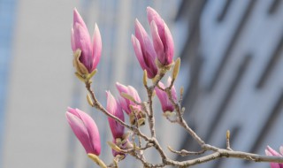 紫玉兰剪枝的方法和时间（紫玉兰剪枝的方法和时间图片）