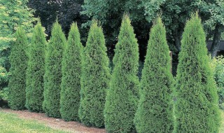 侧柏树的繁殖方法 侧柏树的繁殖方法视频