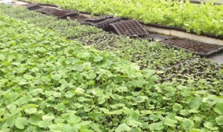 青瓜育苗方法和时间 青瓜育苗方法和时间管理
