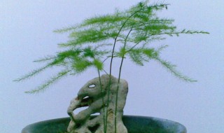 水培云松的养殖方法（水培云松叶子变黄是怎么了）