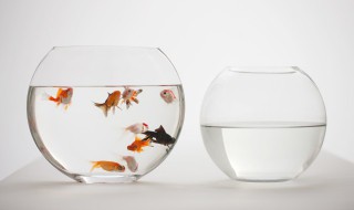 草金鱼自然繁殖方法（草金鱼自然繁殖方法视频）