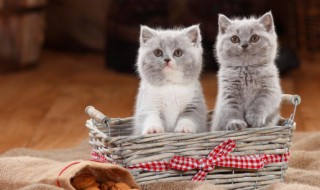 喂猫粮的正确方法 喂猫粮的正确方法是什么