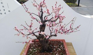 大红梅盆景的养殖技巧（大红梅盆景的养殖技巧视频）