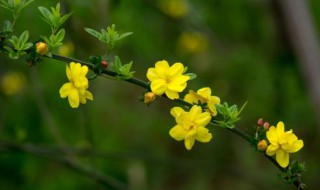 室内养迎春花的禁忌（迎春花能在室内养有啥说法吗）