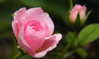 月季是采用什么方法固花（月季采用什么方法固花绕茎托花）