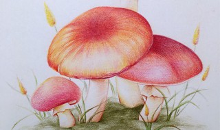 小白兔和蘑菇伞的故事（小白兔和蘑菇伞的故事内容）