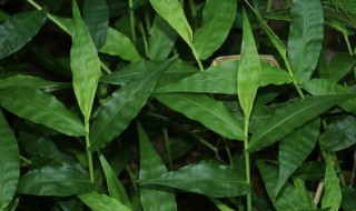 竹叶草的功效和禁忌（竹叶草的功效和禁忌是什么）