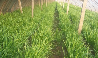 大棚韭菜出现黄叶怎么解决 大棚韭菜出现黄叶怎么解决方法